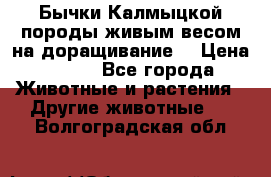 Бычки Калмыцкой породы живым весом на доращивание. › Цена ­ 135 - Все города Животные и растения » Другие животные   . Волгоградская обл.